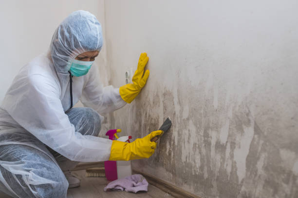 Crawl Space Mold Removal in Bayonet Point, FL