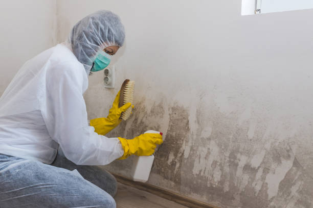Best Office Mold Removal Services  in Bayonet Point, FL
