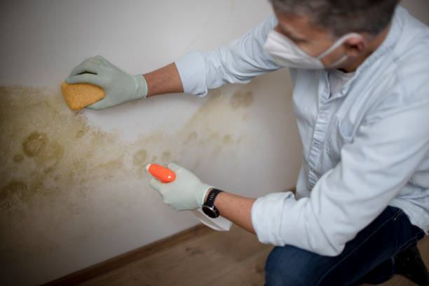 Best Mold Removal Company Near Me  in Bayonet Point, FL
