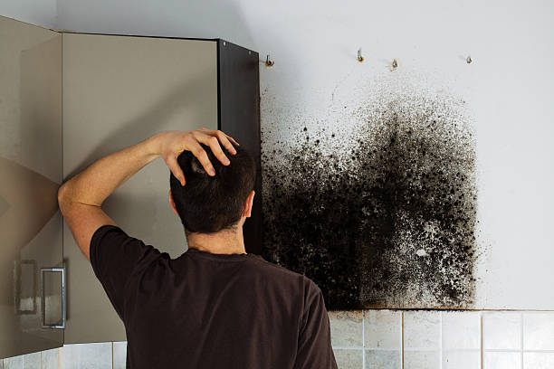 Best Toxic Mold Removal  in Bayonet Point, FL
