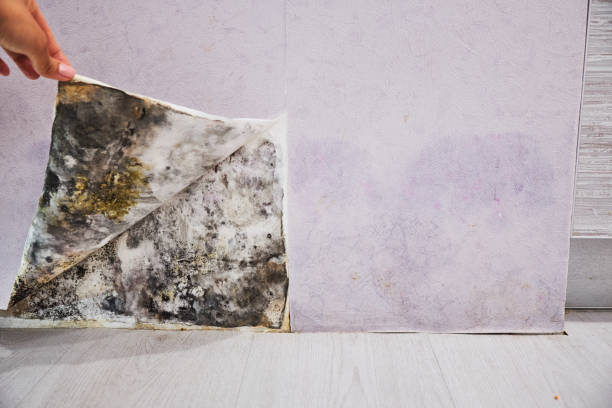 Best Crawl Space Mold Removal  in Bayonet Point, FL